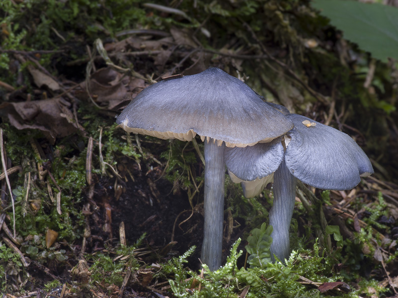 Entoloma nitidum